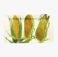 Vegetable Garden Sweetcorn Medium Oblong Plate For Sale